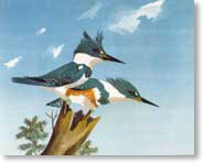 The Kingfishers from "The Little Island"