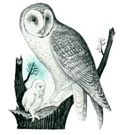 Whose Little Bird Am I?